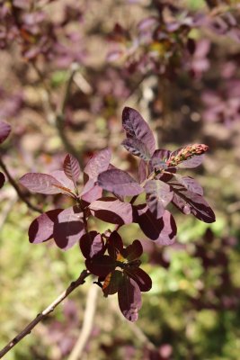 Cotinus coggygria 'Royal Purple' - ruj vlasatá - listy